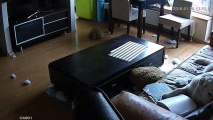 Un Golden retriever filmé en train de détruire l'appartement de ses propriétaires