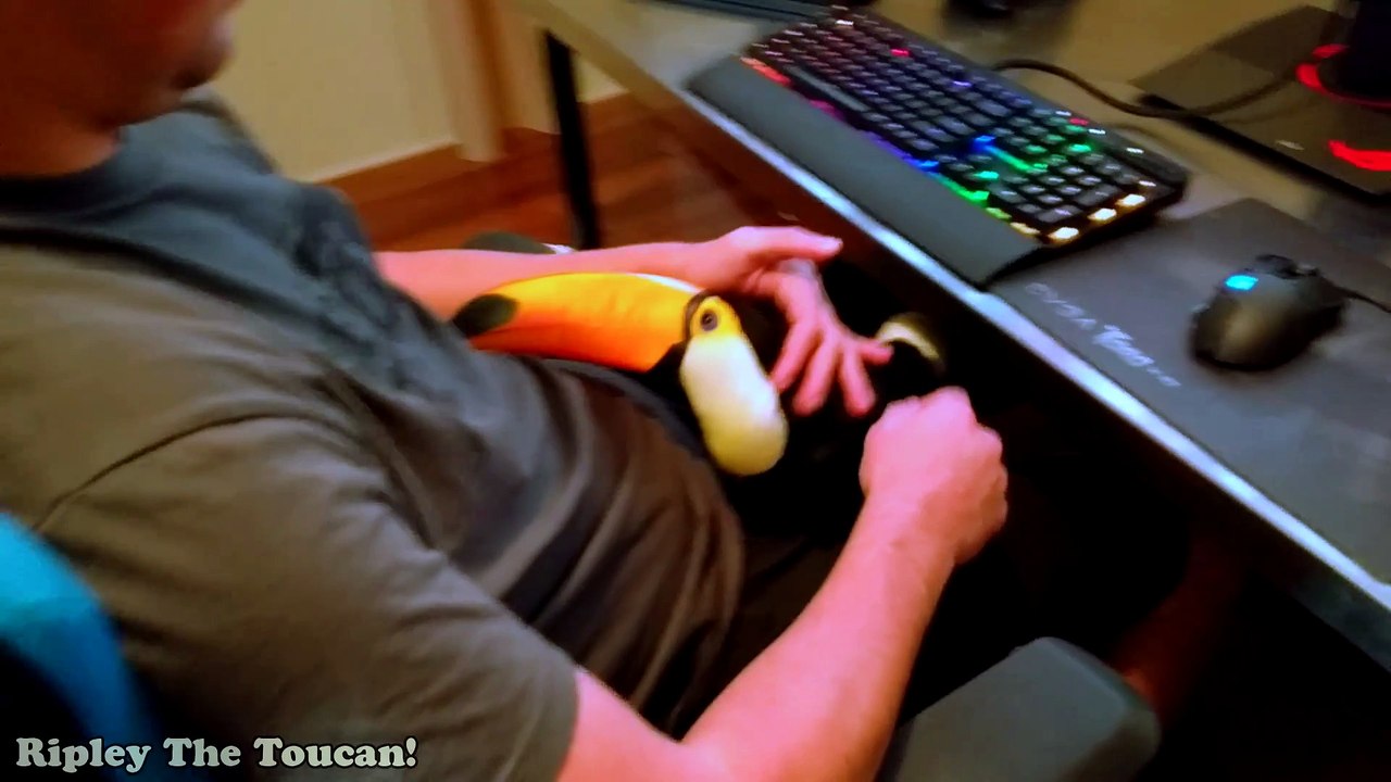 Ce toucan adore les câlins... Un vrai chat!
