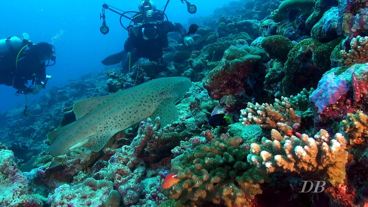 Le requin-zèbre (Stegostoma fasciatum) Maldives 2016 Seafari