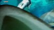 Watch Shark Eats Shark In Aquarium Attack