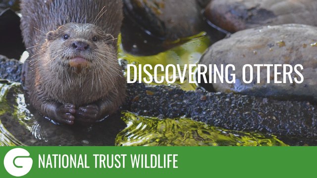 National Trust Wildlife: Discovering Otters
