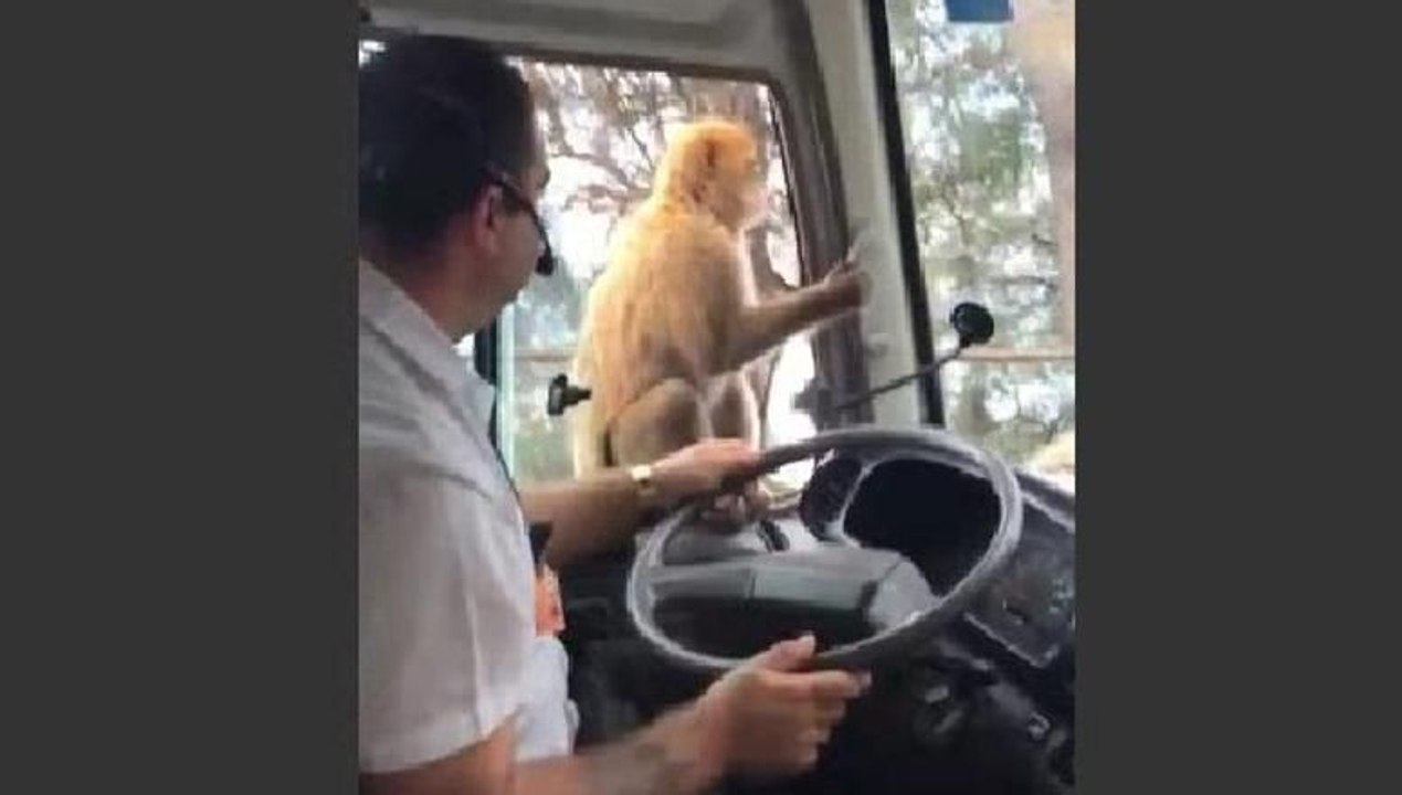 Maymunun hareketiyle sürücü neye uğradığını şaşırdı