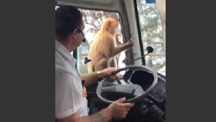 Maymunun hareketiyle sürücü neye uğradığını şaşırdı