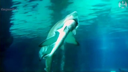 Shark eats Shark In South Korea
