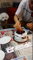 Bichon frise 比熊： Zone Zone starring at the cake