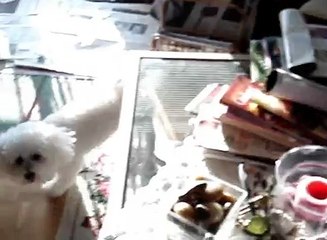 SELENA OUR BICHON FRISE  WE MISS YOU   MEMORIES ALWAYS