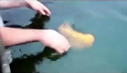 Впервые такое вижу