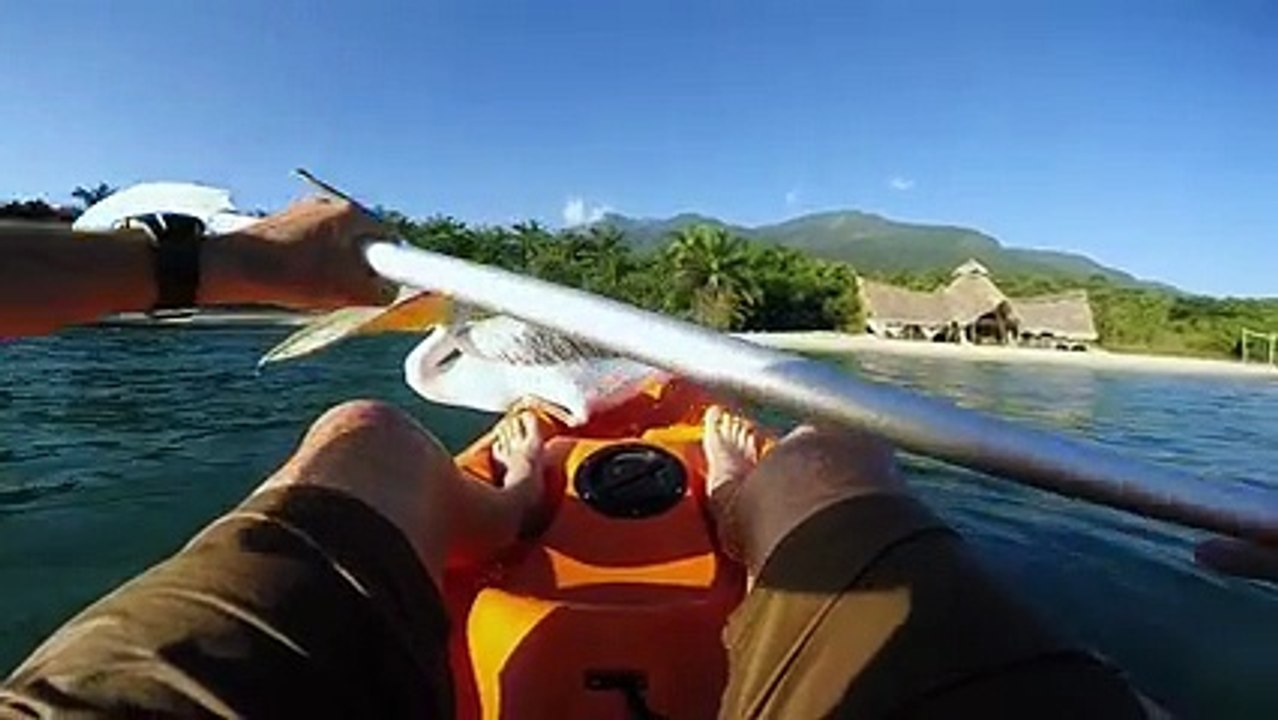 How to Hand Train a Bird