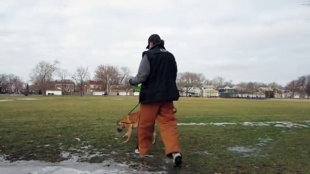 Off leash Dog Training | What is possible |Malinois Dog Chicago