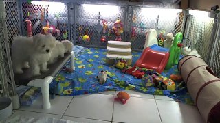 Bichon Frise Puppies - http://cambeas.com