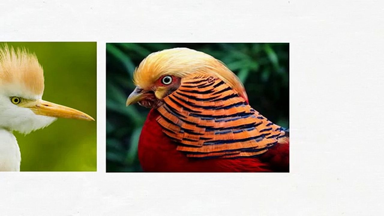 The strangest and most beautiful rare birds in the world
