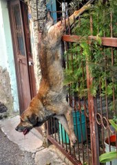 Bacağına Demir Saplanan Köpeği İtfaiye Kurtardı