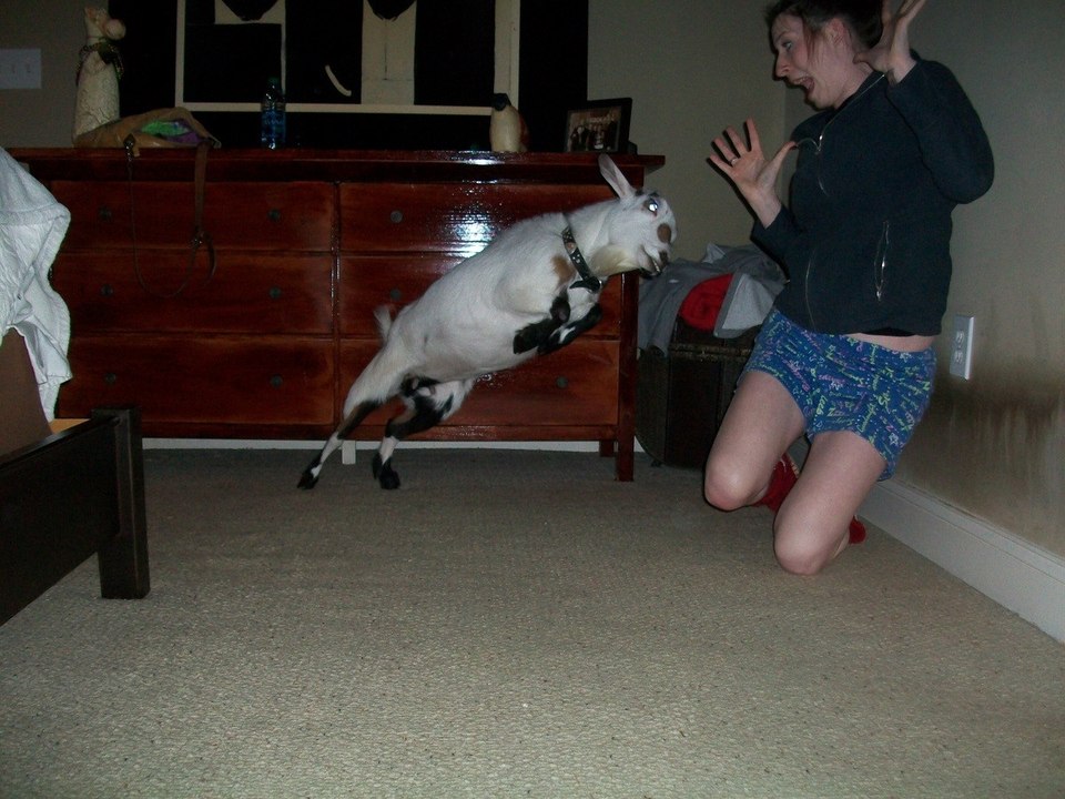 OMG! Goat vs Girl. . .  Best funny video ever
