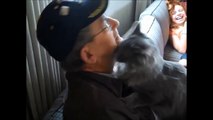 Cats meet their owners after long time