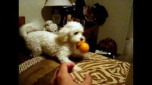 Bebe My Bichon Frise: Orange Man