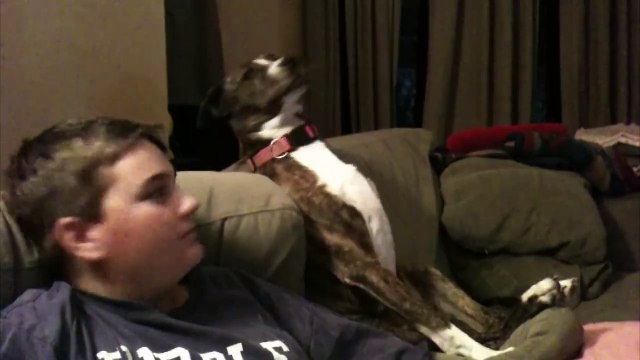 Des chiens fan de Football américain.... Compilation