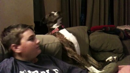 Des chiens fan de Football américain.... Compilation