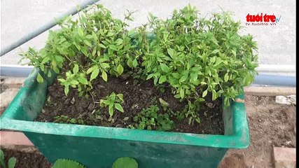 Thêm hy vọng trồng rau xanh trên huyện đảo Trường Sa