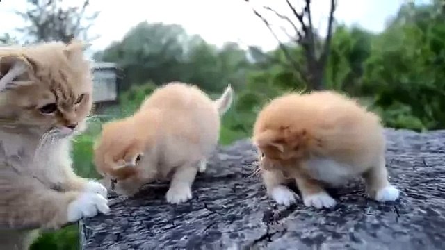 анимал планет милые котята и щенки