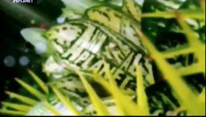 Animal Planet - Доминик Монаган и дикие существа