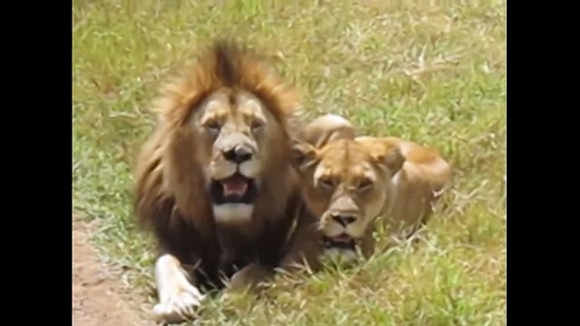 Lion Mating - Animals Mating - Animal Planet 2015