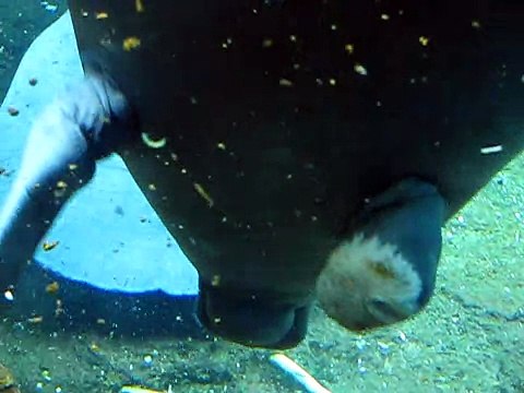 Sea World, Orlando. Ламантины под водой