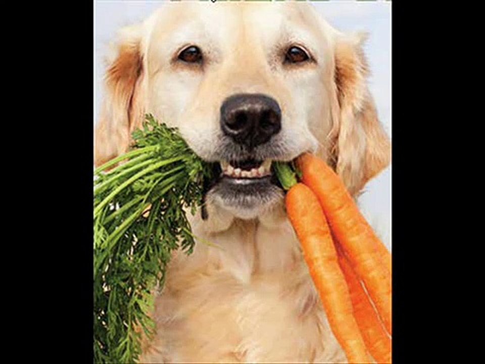 Dog Food Secrets Review + Dog Food Secrets 4th Edition + Home Made Dog Food Recipes