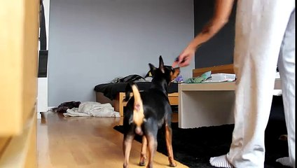 Akilles performing "Superlay" - Clickertraining 3-ird time training