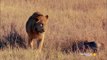 Lion vs Lions |Lion Mâle de Combat avec 6 Lionne | Animal Attaque 2016 HD - 2016