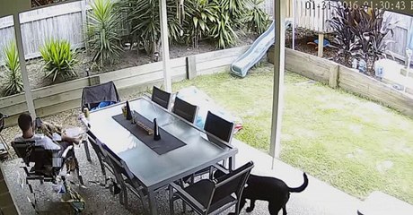 Unexpected Encounter: Man, Dog, and Snake Cross Paths 🐍