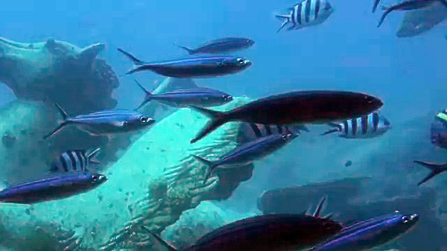 Лошадь под водой. Удивительный и прекрасный подводный мир красного моря