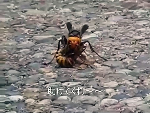 Опасные животные. Дикие животные. Шершень против осы