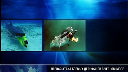 Первая атака боевых дельфинов в Черном море!