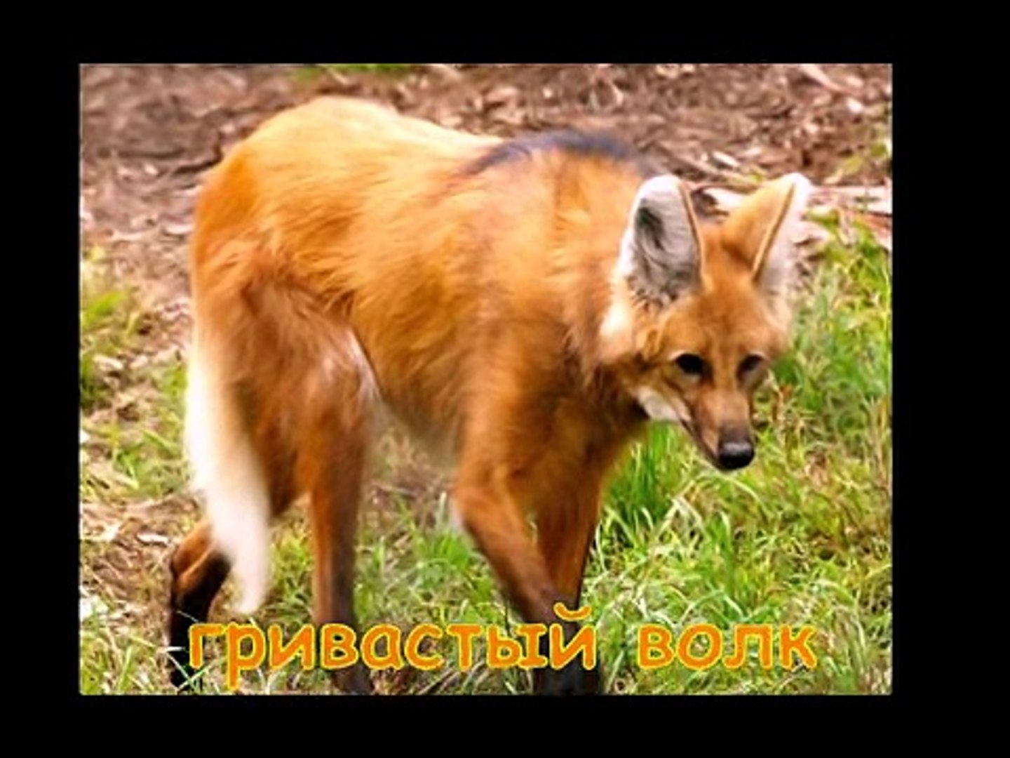 ⁣Самые редкие животные планеты - Развивающее видео для детей - Rare animal planet