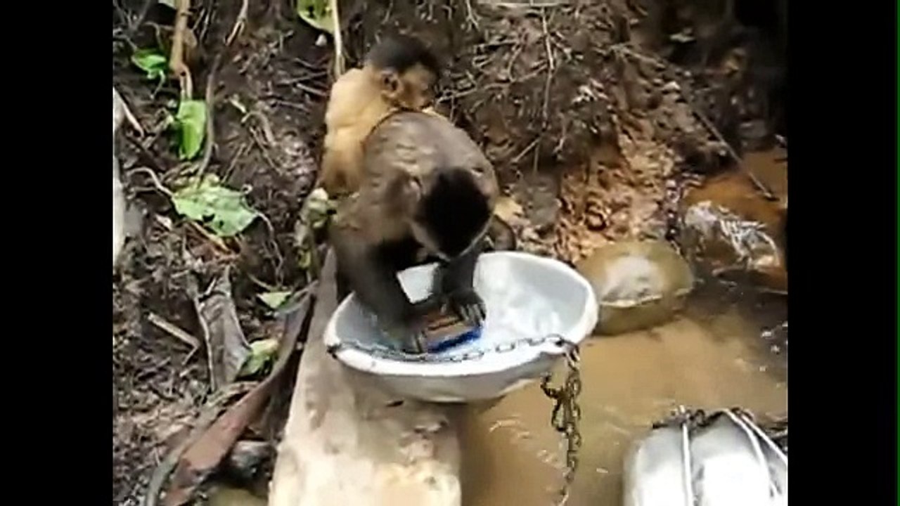 Смешные зверюшки