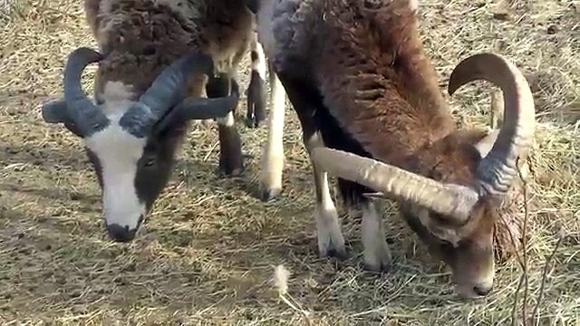 Семья диких козлов. Прикольный дикий козёл и смешная коза