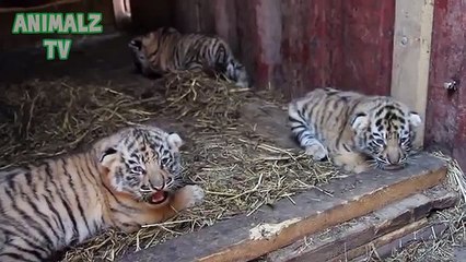 Симпатичные тигрята. Милые детёныши животных