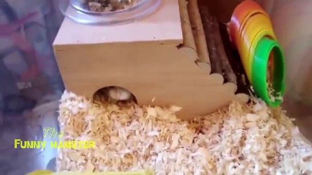 Скрытный питомец. Смешной хомяк молчун