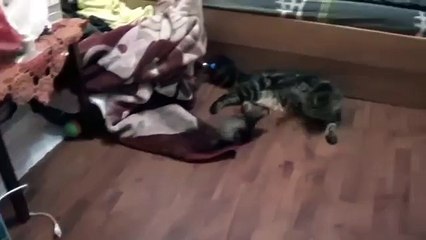 Смешной хорек любит мейн куна. Хорёк дружит с котом мейн куном