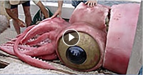 WOW Largest Animals Ever (1)