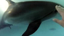 Традиционное рождение дельфинов в Одесском дельфинарии НЕМО