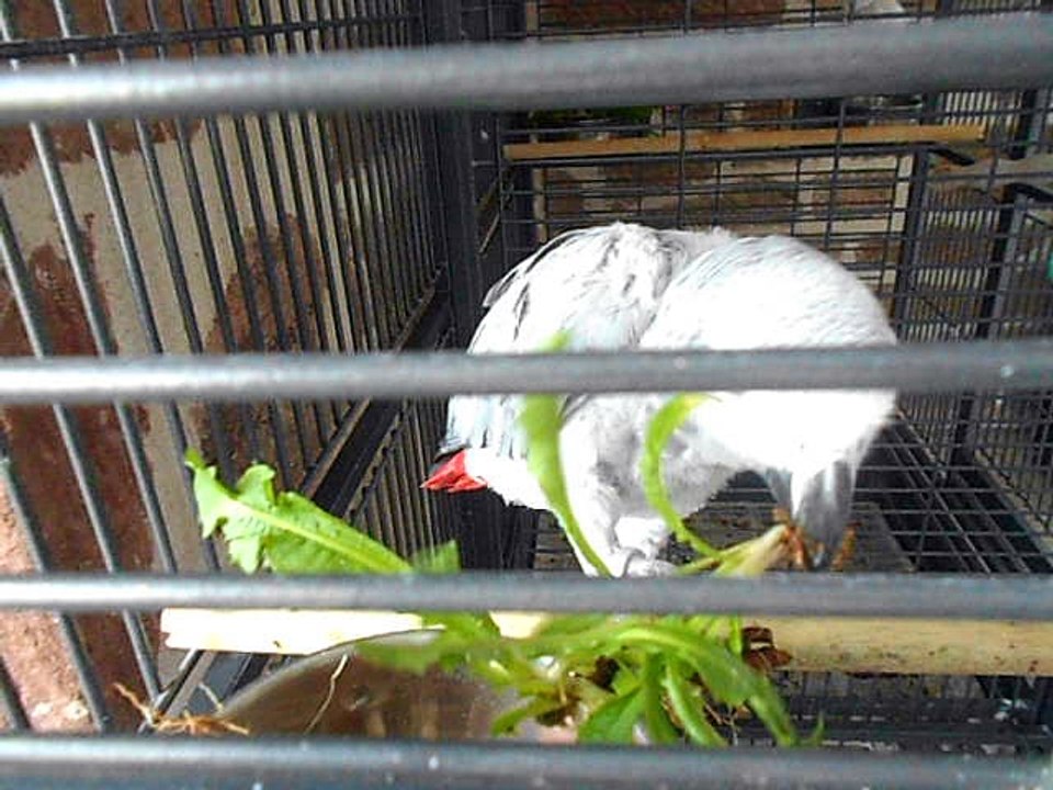 ma Bambou gris du gabon mange les pissenlits et ses racines