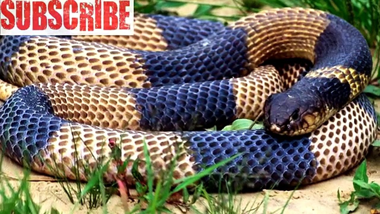 Facts About Snakes / #Interesting #Facts/ Did You Know ? (Funny Videos 720p)