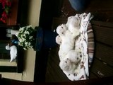 bichon frise pups: For Sale in Limerick