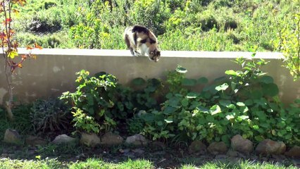 Un chat et une souris!