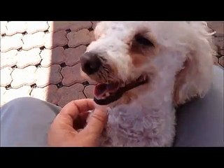 Meet Coconut a Bichon Frise currently available for adoption at Petango.com! 6/24/2015 12:04:49 PM