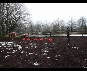 Clickertraining mit Rocky 9