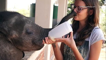 Una strana amicizia tra un pastore tedesco e un elefantino