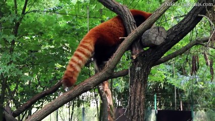 Germany Zoo - Cuteness Overload!