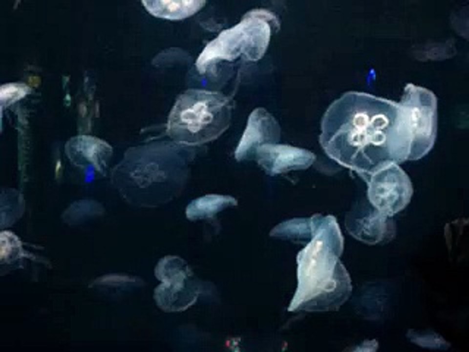 Amazing Jellyfish